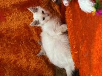 Beyaz maine coon kedimiz