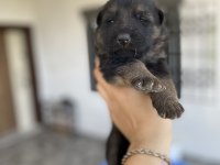 Safkan Düşük Bel Uzun Tüy Alman Çoban Yavrularımız