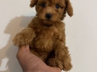 Kore Teacup Poodle Yavrular
