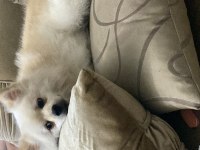 Pomeranian bebisim yeni yuvasını arıyor