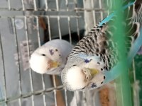 2 Adet Dişi Muhabbet Kuşu