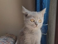 UYGUN ERKEK ORJİNAL YAVRU KEDİMİZ