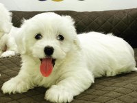 K9 AVRUPA ÇİFTLİĞİNDEN MALTESE TERRİER YAVRULARI