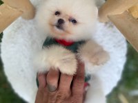 Safkan ayı surat pomeranian boo yavrularım yuva arıyor