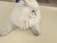 Acil vereceğim british longhair