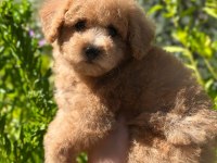 Yavru Toy Poodle Bebekler
