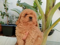Maltipoo Yavrular
