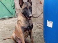 SAFKAN BELÇİKA KURDU MALINOIS YAVRULARI 5 ERKEK-5 DİŞİ