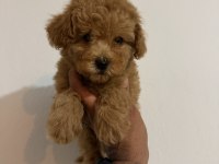 Kore Teacup Poodle Yavrular