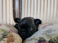 Son Erkek yavru 45 günlük french bulldog