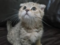 Petcimin En Tatlı Sarı Şeker Kedileri