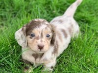 Dachshund Köpeği Yavrularımız