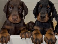 Çiftliğin efsane doberman yavruları kapıda ödemeli