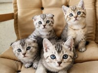 British Ve Scottish Fold Yavrular