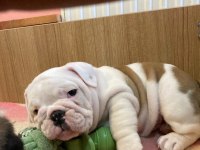 ÇOCUK DOSTU ENGLİSH BULLDOG YAVRUMUZ