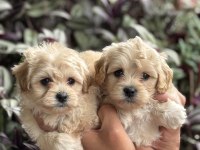 Maltipoo bebekler teslime hazır