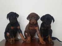 A KLASS DOBERMAN SECERELİ YAVRULAR