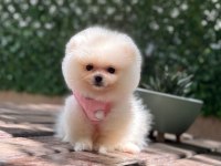 Premium Güzellik Orjinal Pomeranian Boo Köpeği