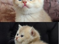 Yeni yuvasını arayan british shorthair