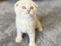 Sevimli scottish fold kardeşler yeni yuvalarını arıyor