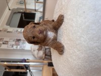 5 haftalık poodle