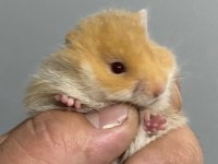 EN ÇOK ARANAN RENK SAF ORJ TURUNCU HAMSTER
