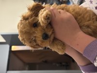 Yavru poodle