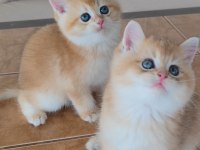 British shorthair kedileri