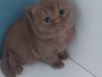 CINNAMON DİŞİ ERKEK BRITISH SHORTHAIR YAVRULARIMIZ