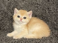 Anne Baba Şecereli Safkan Golden NY12 Dişi British Shorthair