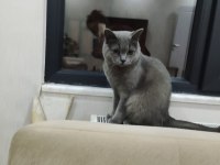 British shorthair