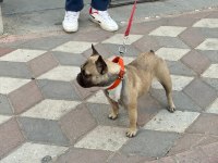 Bu Köpeğimizi Çiftleştirme İlanıdır
