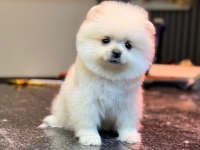 Yavru Pomeranian Boo Köpeklerimiz