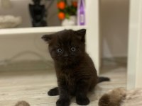Chocolate Color British Shorthair Dişi Yavru