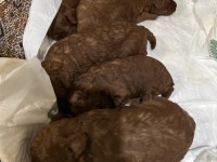 25 günlük erkek dişi toy poodle