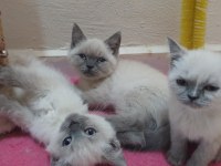 British shorthair Blue Point Yavrular