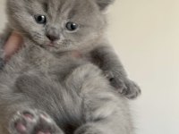 PRENSES VE PRENS KEDİLERİM