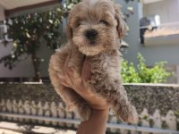 Maltipoo bebekler