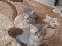 Minik kedilerim