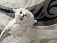 1 Yaşında Satılık Boncuk Kedimiz