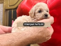 Sevimli Irk Toy Poodle
