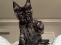 Black Smoke Erkek Üst Kaliteli Maine Coon