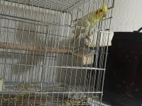 Lutino Erkek Sultan Papağanı Ve Yavruları