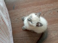 Dişi british shorthair kedisi