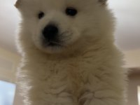 60 65 Günlük Samoyed yavruları
