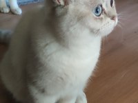 Şafkan British Shorthair