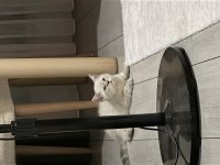 Acil Sahiplendirme British Shorthair Blue Point