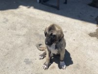SAF KAN ŞECERELİ YAVRU KANGALLAR