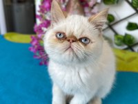 Exotic shorthair 2,5 aylık kedimiz