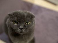 Scottish Fold